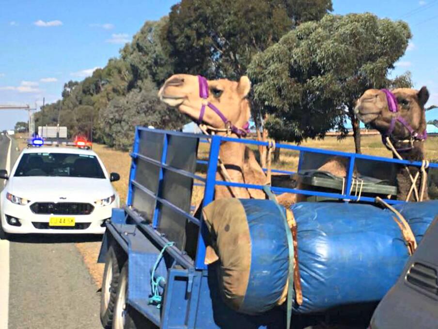 SPOTTED: On the Mitchell Highway heading west, two camels stopped for a random breath test. Photo: DARLING RIVER LAC FACEBOOK PAGE. 