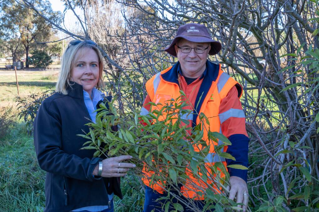 DANGEROUS: Local Land Services Regional Weeds Coordinator Jodie Lawler with Regional Council Team Leader for Natural Resource Des Mackey inspecting a green cestrum site. Photo: CONTRIBUTED
