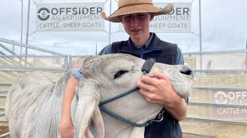 Brahman breeder and stud student Daniel Prior, Bellingen, cradling Mountana Anastasia, 10 months, a new recruit into the Mountana stud at Kyogle, pictured during the Primex exhibition.