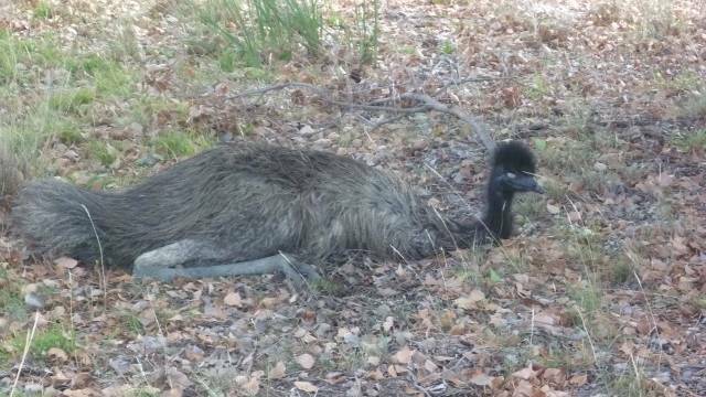 CRUEL ACT: A man has been arrested after a video circulated on social media showed him causing harm to an emu. Photo: FILE PHOTO