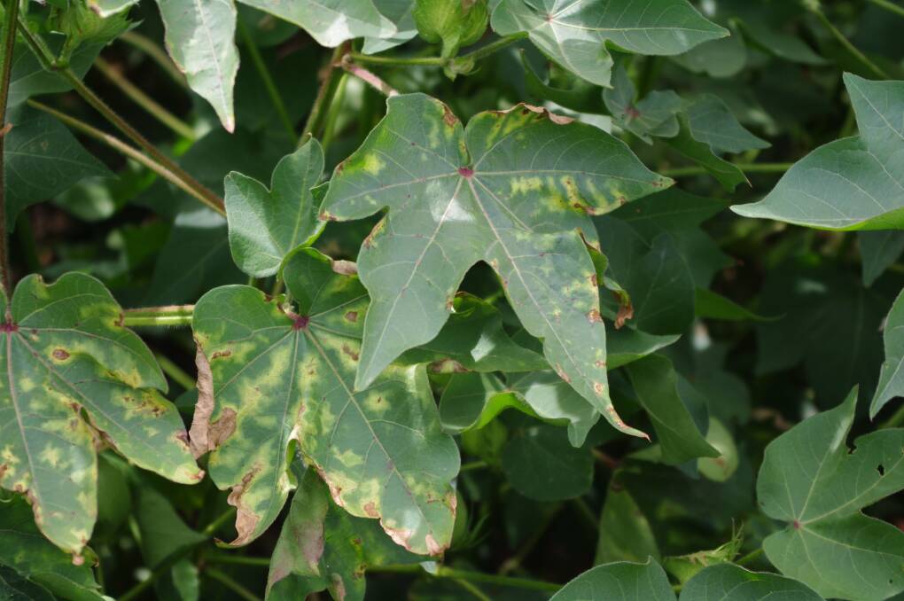 DISEASE: Cotton plant showing symptoms of Verticillium wilt. Photo: SUPPLIED