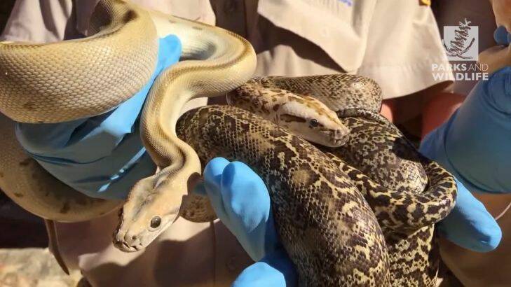 Snakes alive: plan to stop snakes at the border