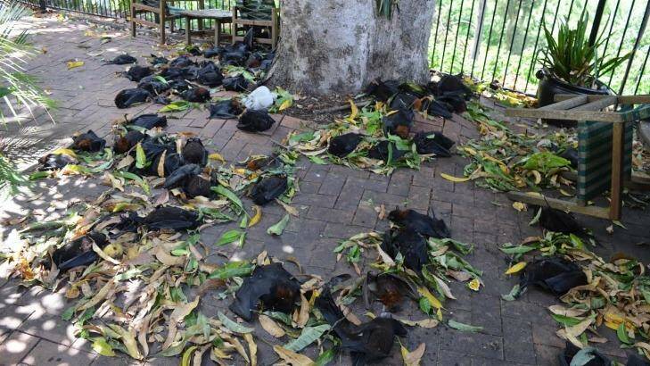 Dead bats dropped dead from the trees around Casino in the weekend heatwave. Photo: Richmond Valley Council