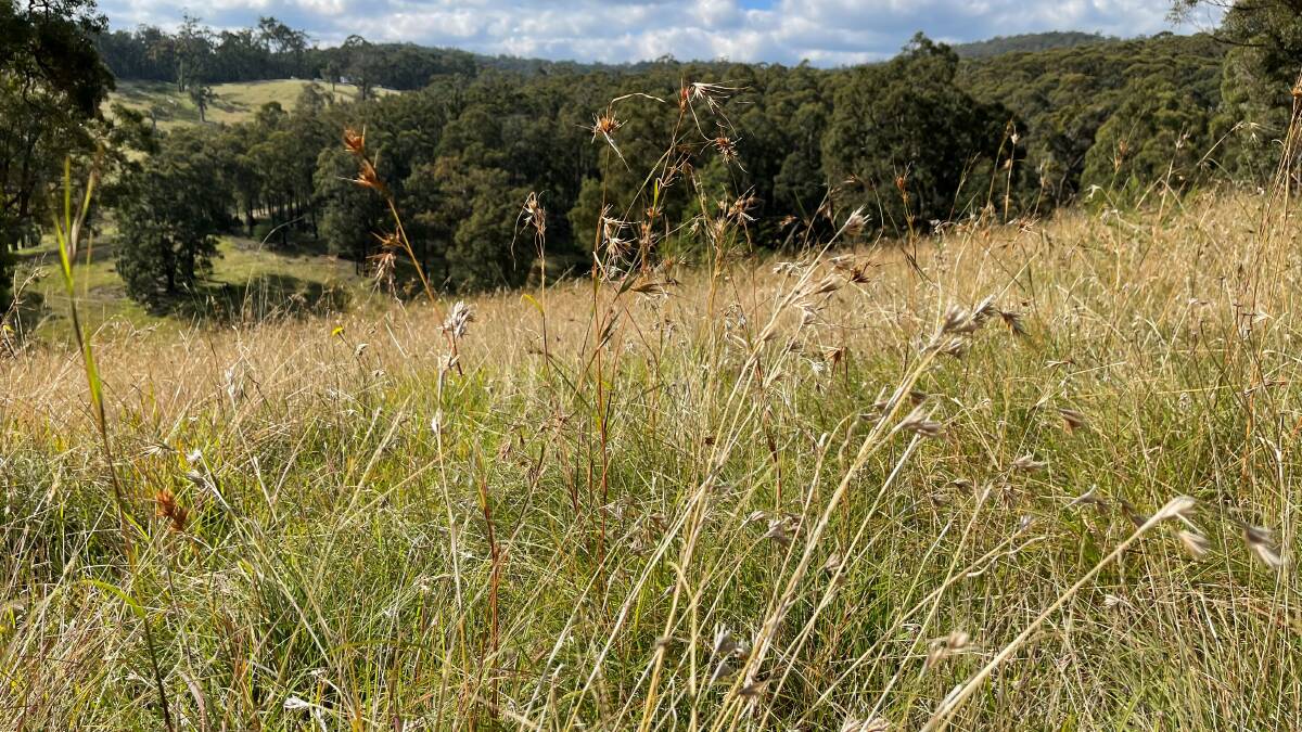 Buru ngalluk, or kangaroo grass, grain plant at Yumburra farm in Victoria. Picture supplied