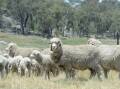 The Animal Justice Party is planning to table a petition in the NSW Parliament calling for a ban on mulesing by 2023.