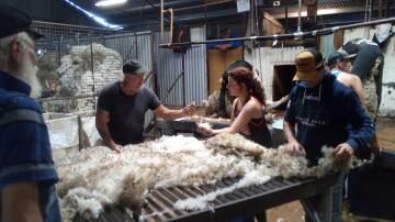 Skirting another fleece during the 2024 Bookham wether trial shearing. Photo: Sally Butt