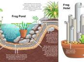AMPHIBIAN OASIS: One of the best things you can do is create a frog pond or a frog hotel where our croaky friends can live and thrive. Picture: Dr Laura Grogan