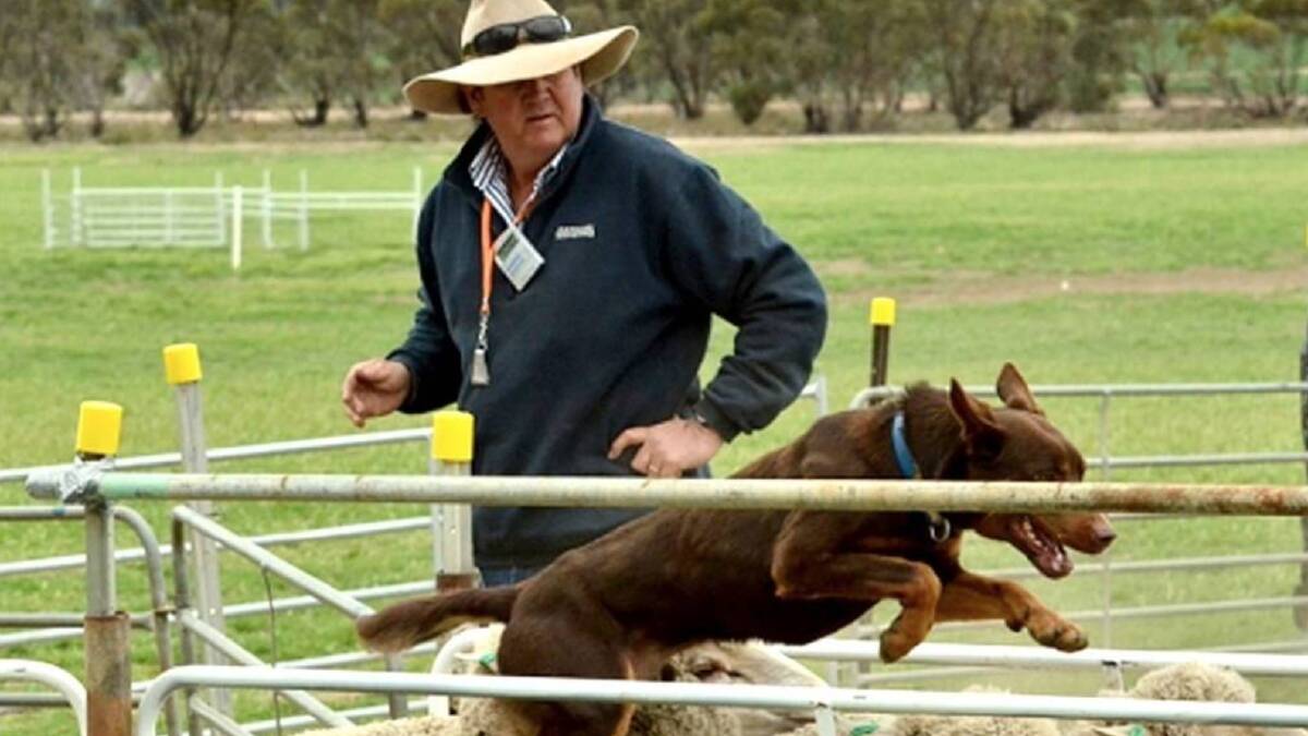 2014 Flashback:  Gary White and five-year-old red and tan Kelpie White's Fella. Photo courtesy of Nan Lloyd.