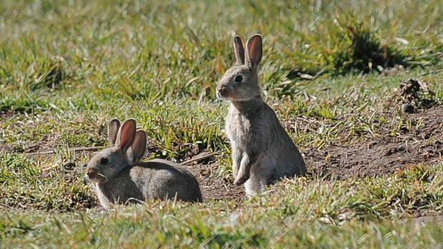 RABBITS: The Department of Primary Industries have menacing rabbits in their sights. Photo: FAIRFAX MEDIA.