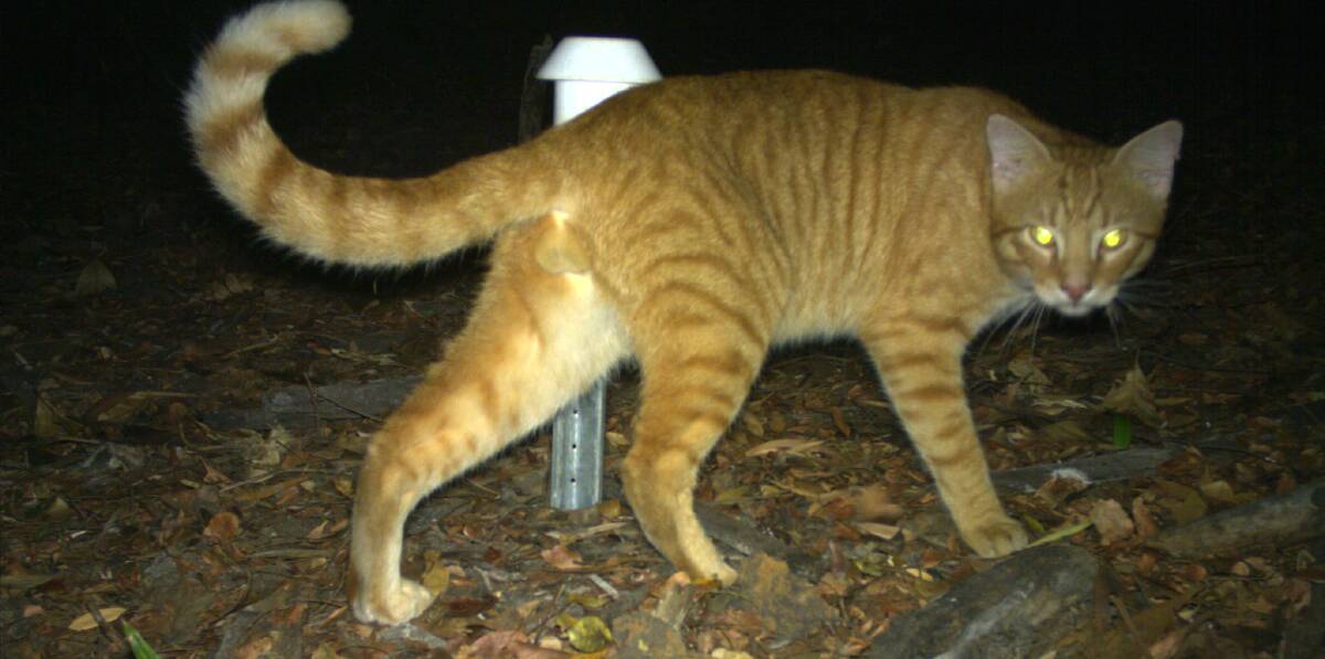 Feral cats are not the biggest threat to native animals in the Top End, a major study has uncovered. Picture: CDU.