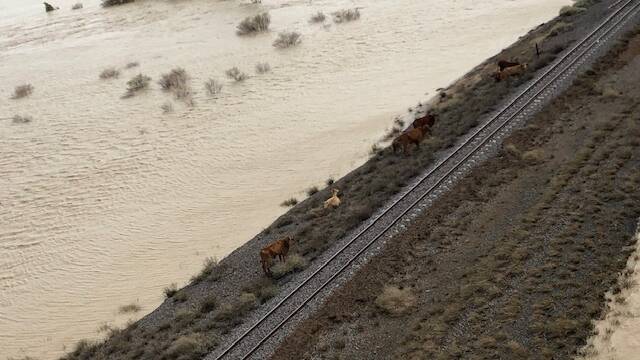 These cattle found high ground beside the Townsville-Mount Isa railway line to escape flood water.