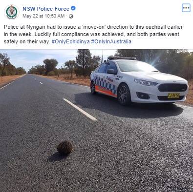 PRICKLY WORK: The NSW Police Force found them in a prickly situation near Nyngan, escorting this echinda off the main highway. Photo: NSW Police FACEBOOK