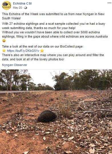 SPIKE:There have been about 15 sightings of echidnas near Nyngan . Photo:ECHIDNA CSI FACEBOOK