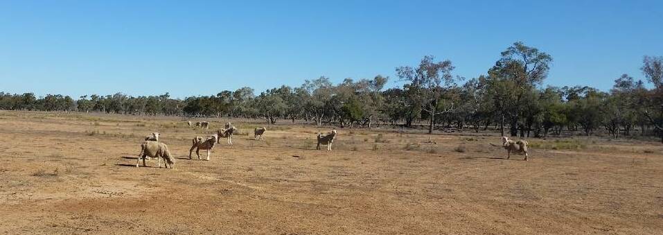 Preparing for early weaning in Nyngan