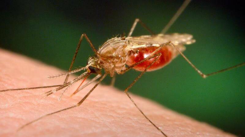 Western LHD advise care as mosquitoes carry risk