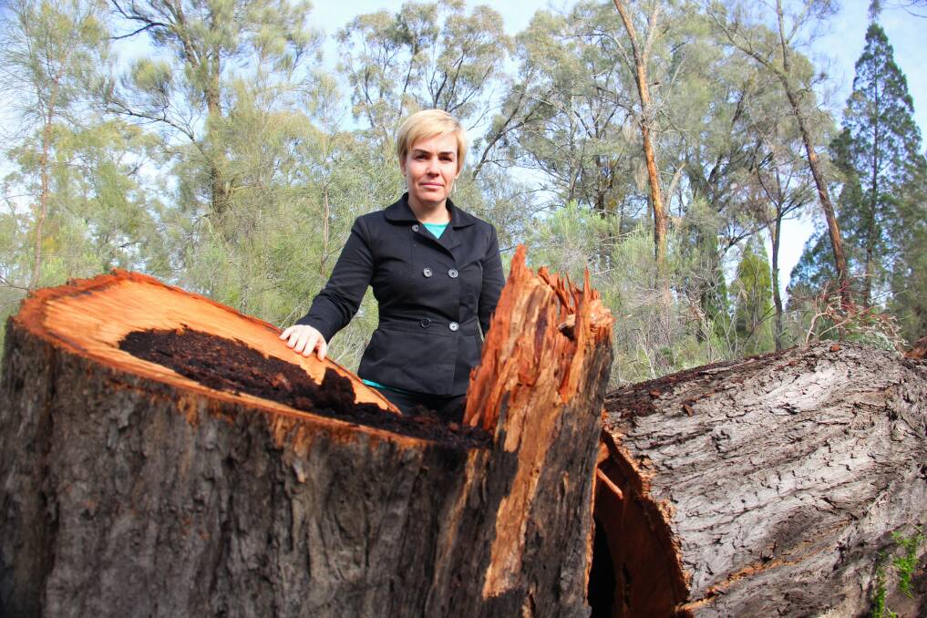 Peta Holcombe assesses illegally felled tree on a TSR near Dubbo.