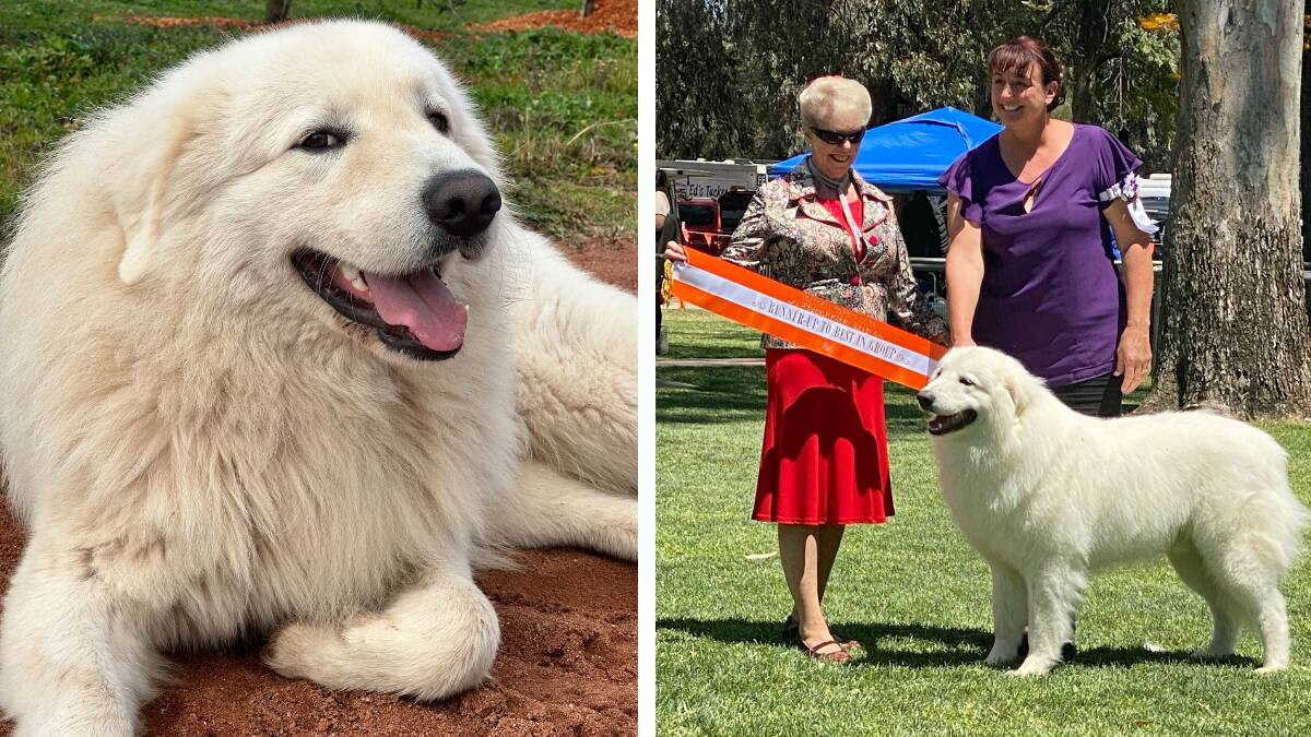Sirio the Maremma Sheepdog from Dubbo wins a prize and owner Jennifer Block (purple top) is proud proud. Pictures supplied