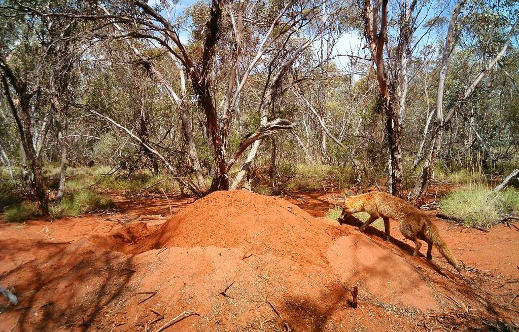 Fox on Malleefowl mound. Photo supplied by the Local Land Services.