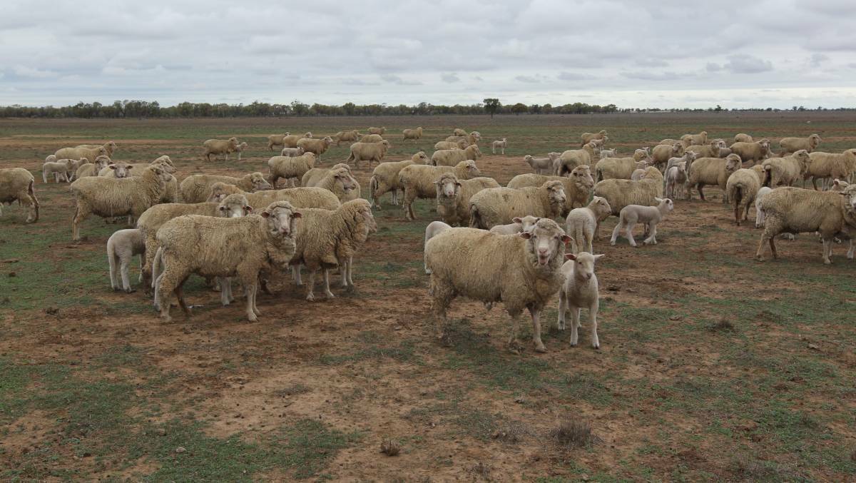 Rallying together: A community has seen how tough it is for farmers in NSW that htey have decided to lend a hand. Pictured are grain-fed merino sheep at Come By Chance near Walgett. Photo: PETER RAE 