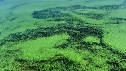 UNEXPECTED: Blue-green algae, combined with a low water level, prompted an early closure of the Bathurst Aqua Park. Photos: SUPPLIED