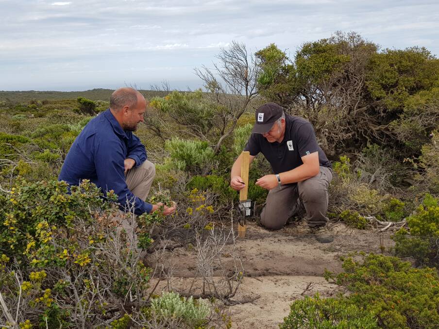 SENSOR CAMERA: Darren Grover from WWF-Australia and Paul Jennings from Kangaroo Island Landscape Board install sensor cameras in Flinders Chase National Park on the western end of Kangaroo Island. The cameras are designed to track the recovery of animals impacted by Australias bushfires as part of a project called An Eye on Recovery. Photo: WWF / Slavica Miskovich 