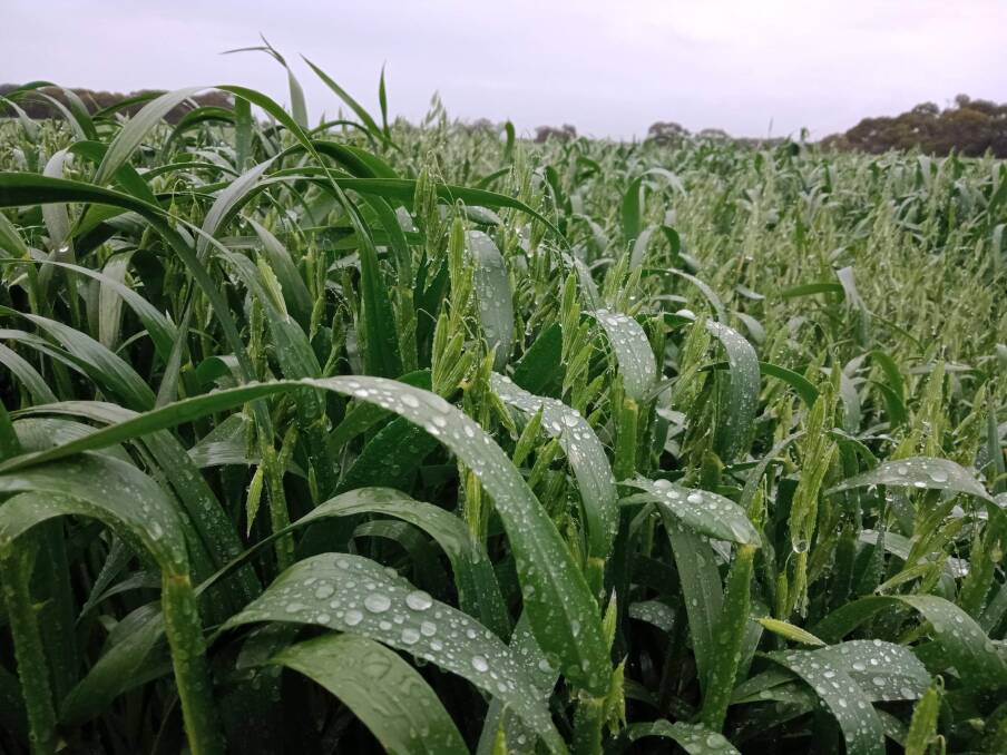 Steve and Lucy Morgan's oat crop on Kangaroo Island's south coast is filling out nicely after the excellent spring rains received over the weekend. Photo: Lucy Morgan 