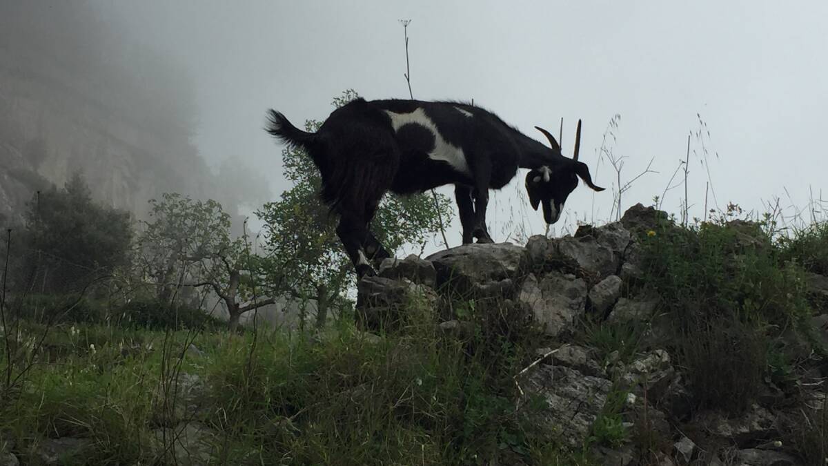 Goats emerge from the misty mountain tops on the Path of the Gods.