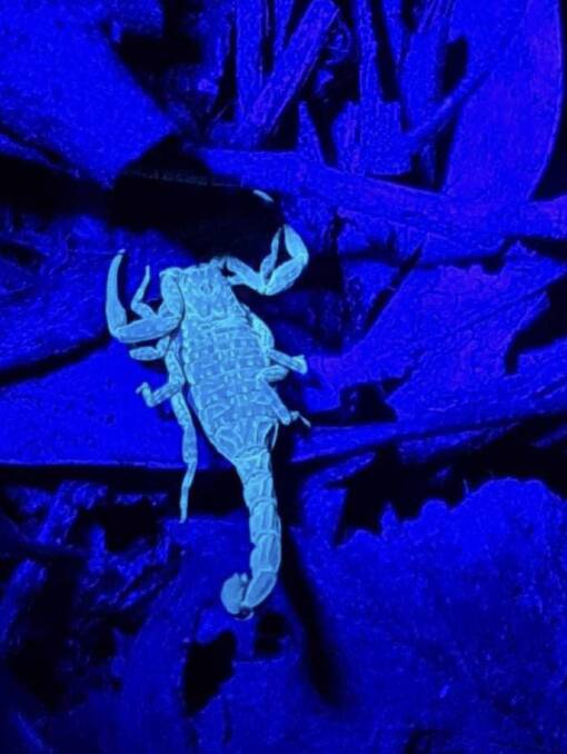 A marbled scorpion under UV light. Picture by Robyn Hall
