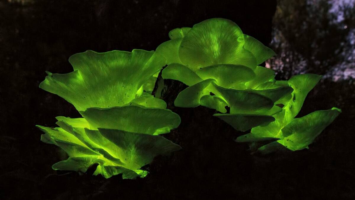 Glowing mushrooms in Booderee National Park. Picture by Maree Clout