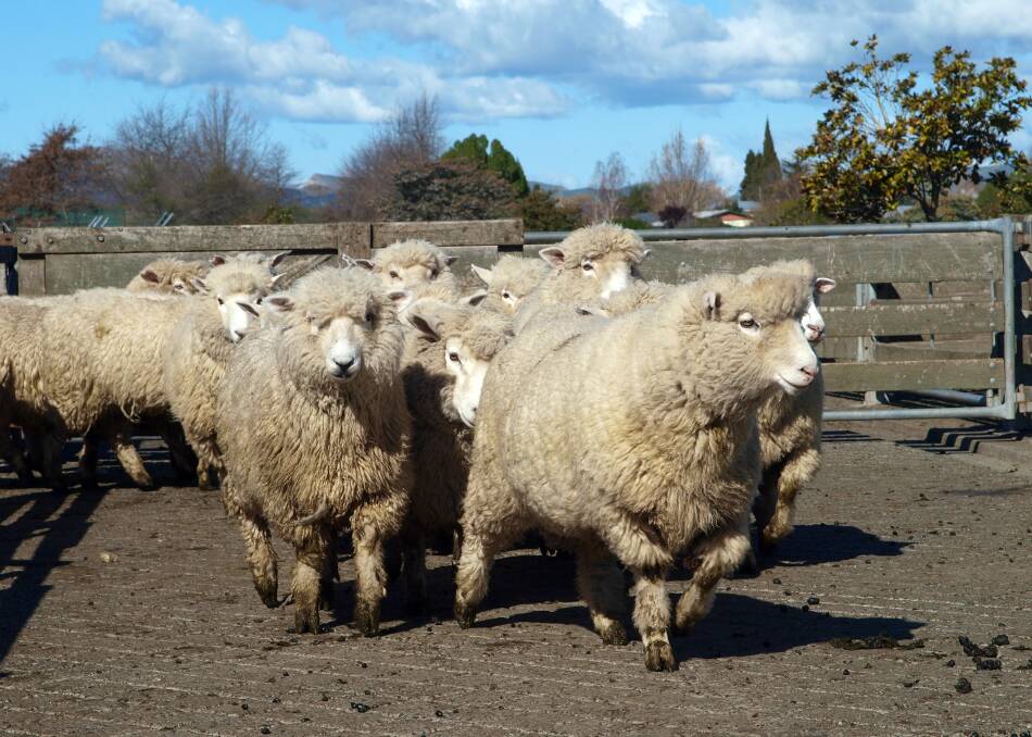 Rural Crime:  NSW Police Force rural crime investigators have appealed for the public's help with inquiries into 50 stolen sheep from a Warren property. Photo: File