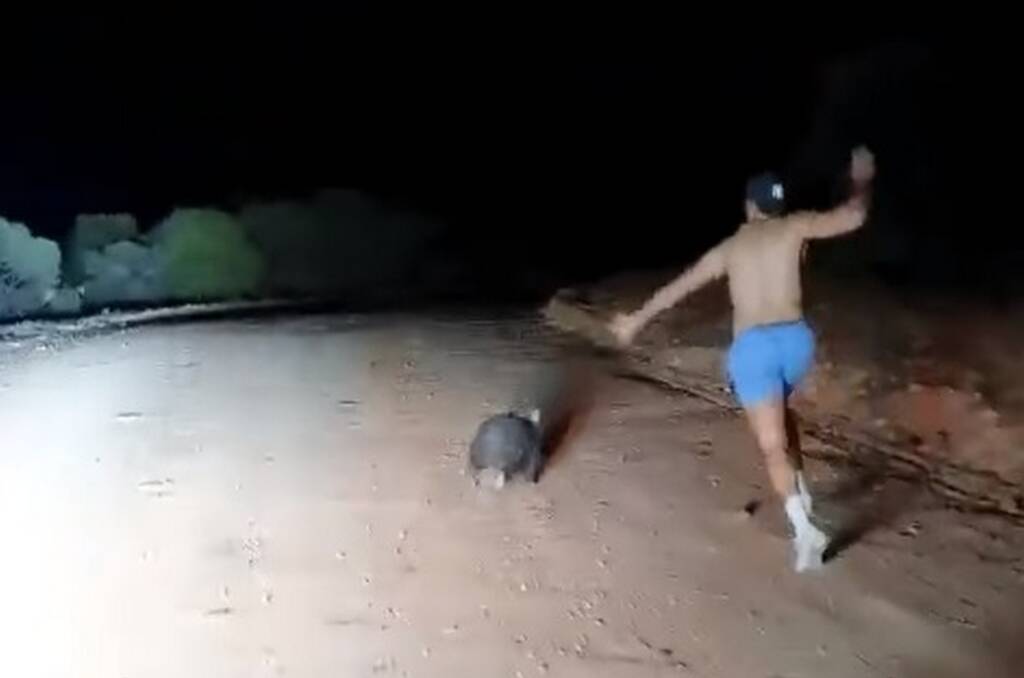 The video of a man chasing after and stoning a wombat has gone viral.