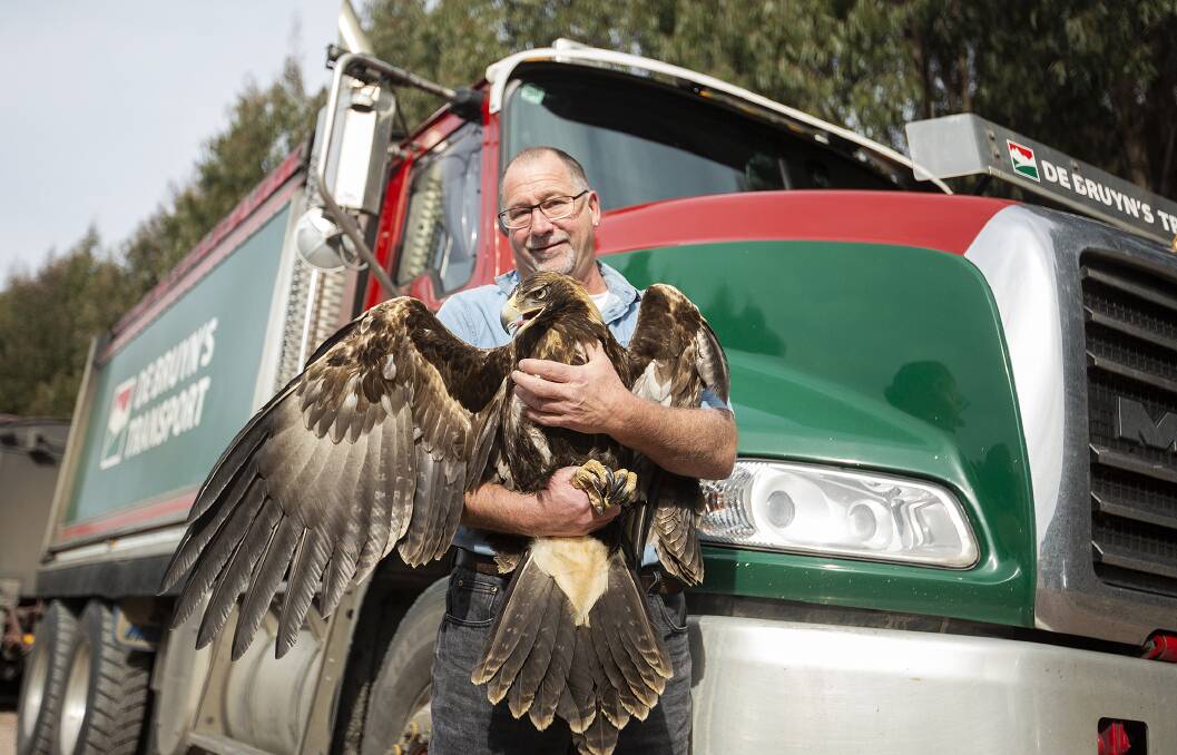 HAPPY ENDING: Hitting an endangered eagle shook Peter Rowlands to the core, but only a week later and the bird is back in the sky. Picture: Adam Hardy