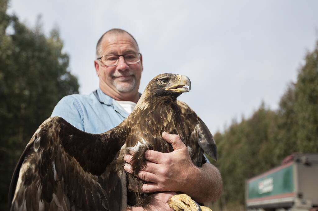ALIVE: Peter Rowlands helped the eagle fly home yesterday after it spent a week in recovery at Raptor Care North West. Picture: Adam Hardy