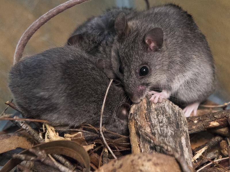 Staff and prisoners at Wellington Correctional Centre will be transferred amid the mice plague.