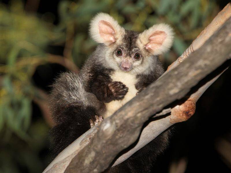 The greater glider possum is among a number of rare animals under threat in Victoria.