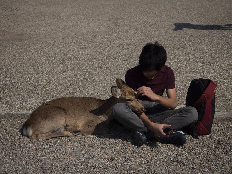 A deer cuddles with a tourist at Kofukuji temple in Nara, Japan.