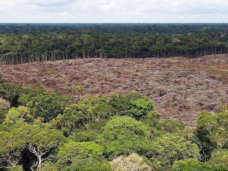 Norway has cut off its donations for projects to protect the Amazon because of blocks by Brazil.