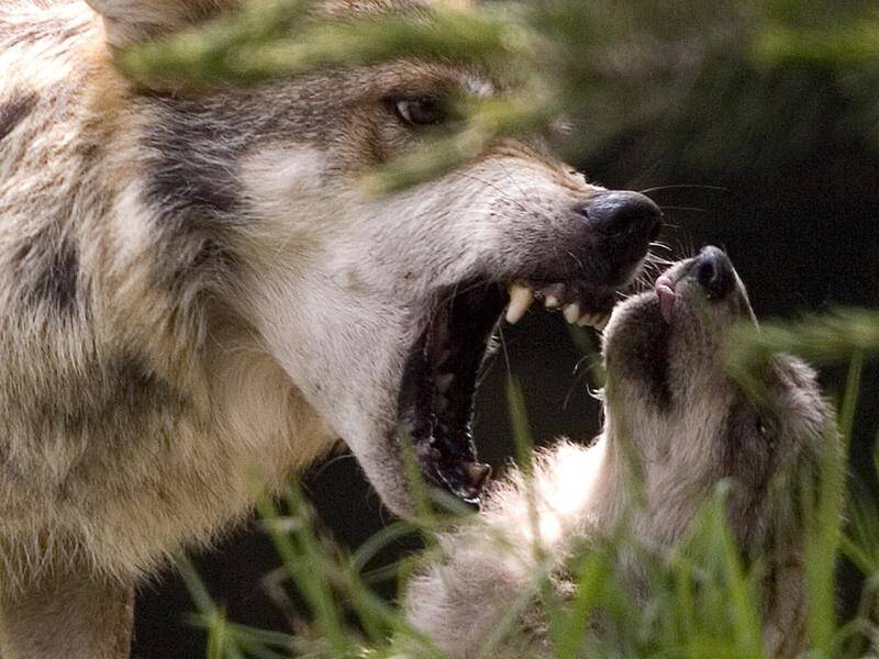 A family camping in Canada's Banff national park was attacked in their tent by a wolf.
