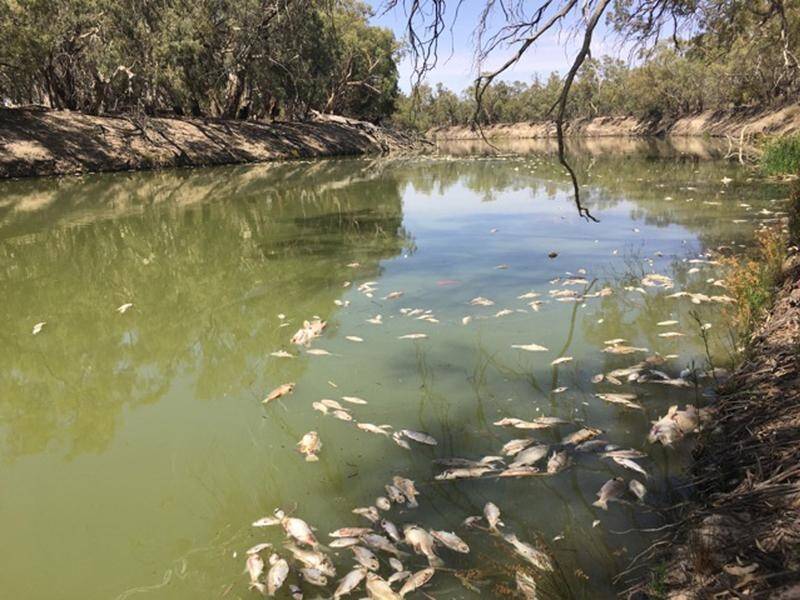 There have been four fish death events in recent months in NSW; two in the Lower Darling, one in the Namoi and one in the Lachlan. 