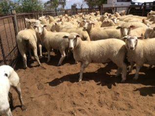 STOLEN: Some of the 31 cross-bred ewe lambs that were stolen from a property near Trangie. Photo: NSW POLICE
