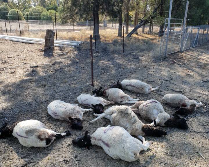 ATTACKS: The results of a recent vicious dog attack that left sheep injured and killed. Photo: NSW POLICE