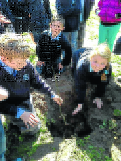 Students from Nyngan Public School planted some trees at the showground, with students from the High School and St Joseph's adding trees to the established line along the edge of the Mitchell Highway. 